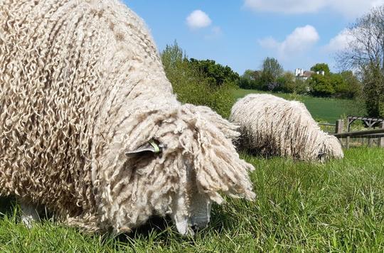 A long-wool sheep at the Rare Breeds Centre on Hadleigh Farm 