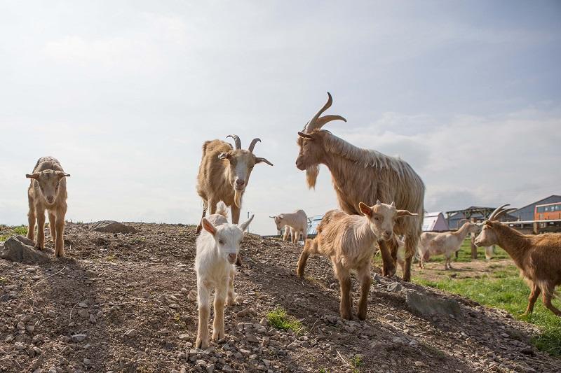 goats at Hadleigh Farm