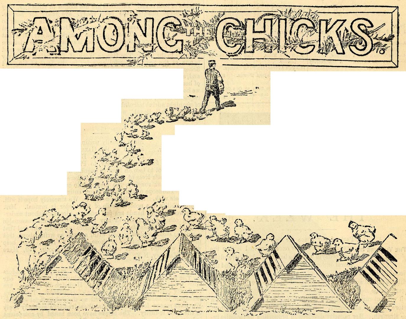 An illustration of chicks at Hadleigh Farm