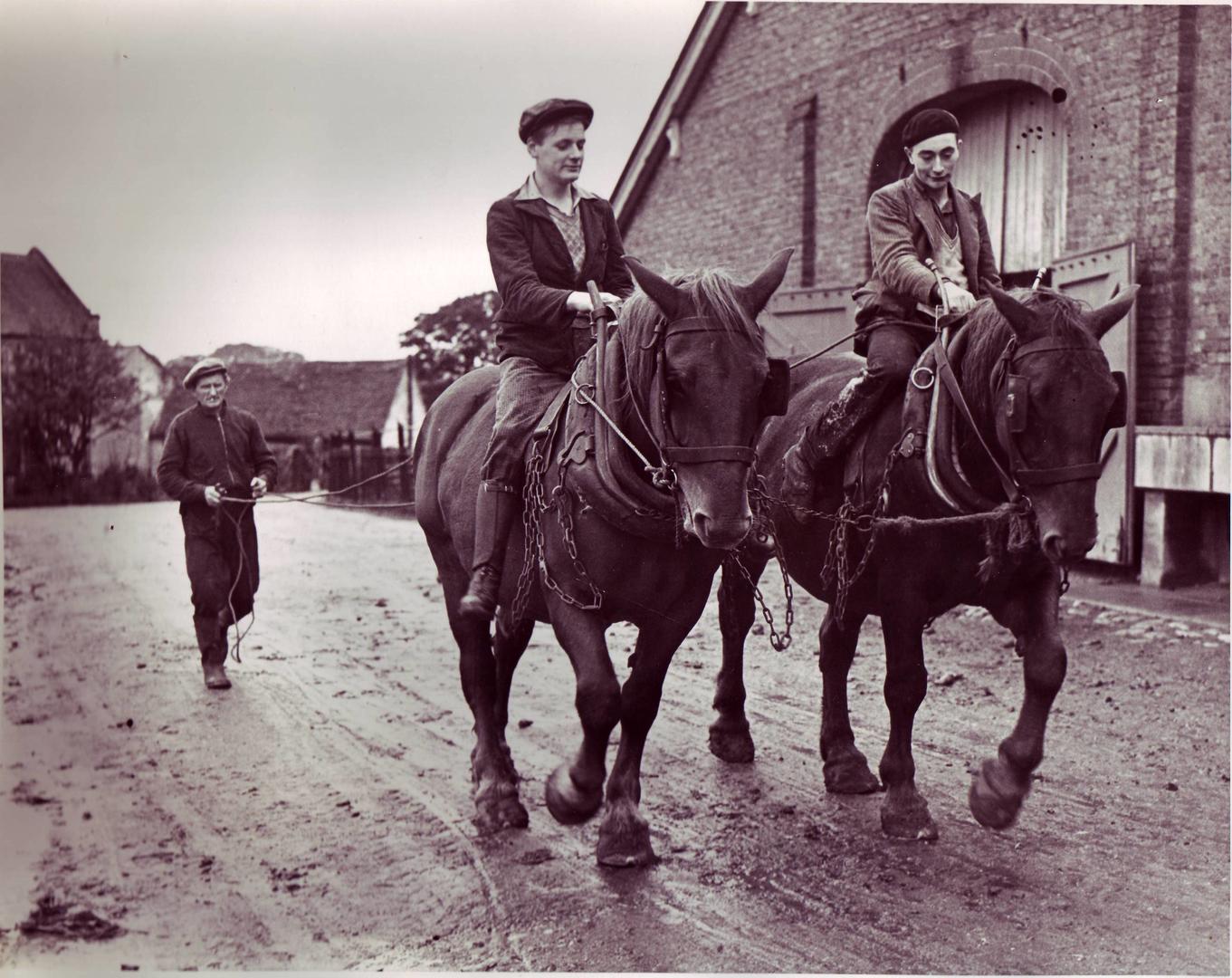 An old black and white image from the archives showing the Hadleigh Farm colony horses. 