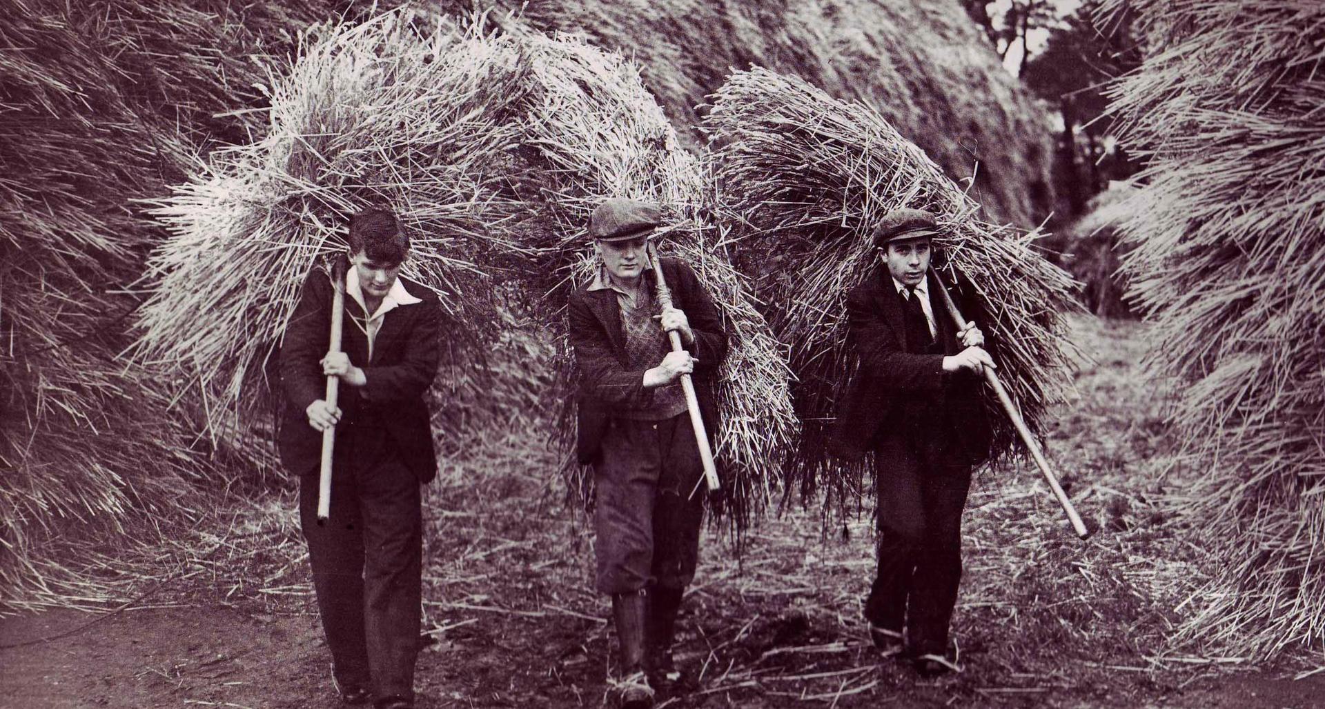 A black and white image from the archives of men working the farm