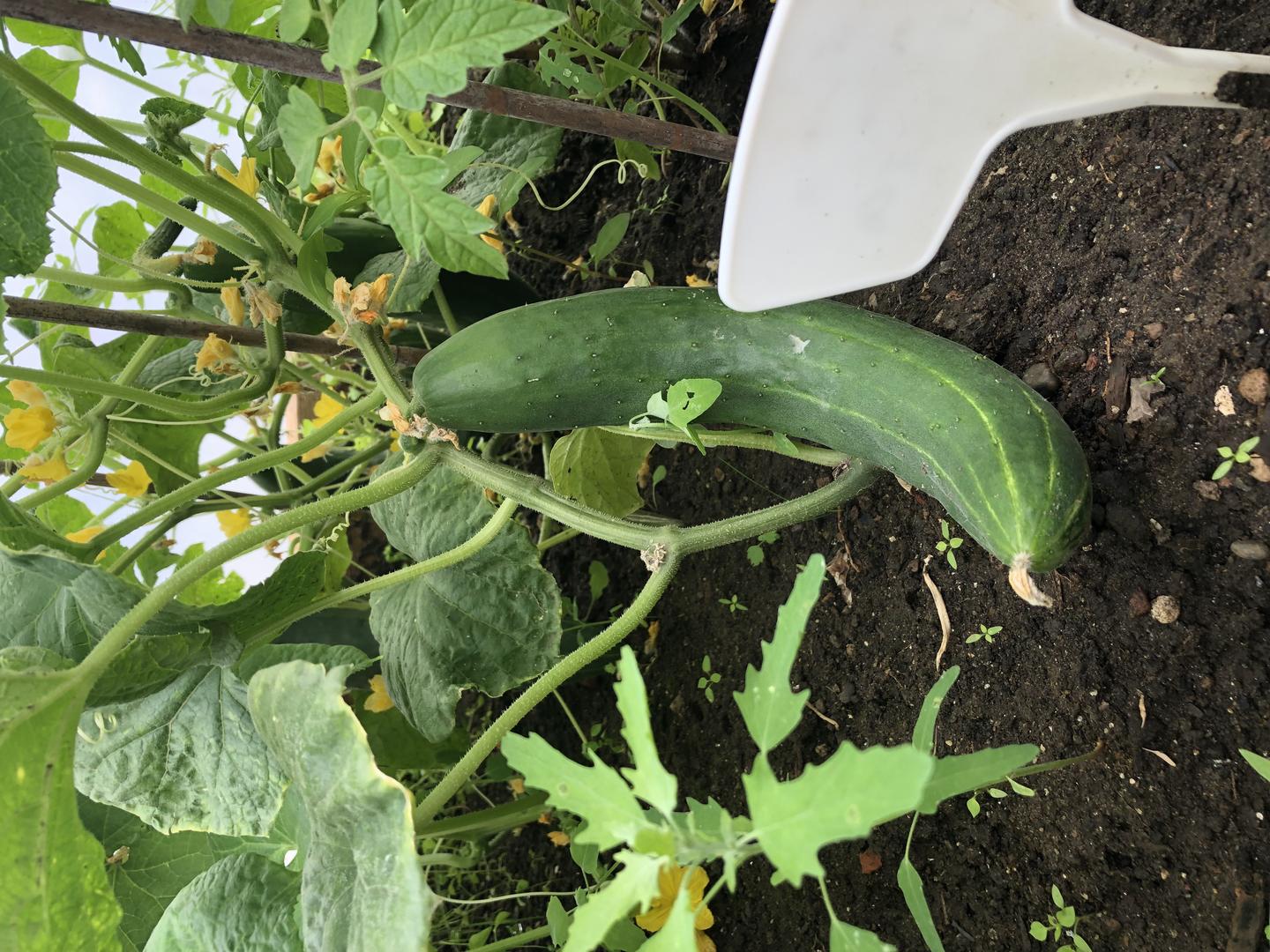 Cucumber grown within the community garden