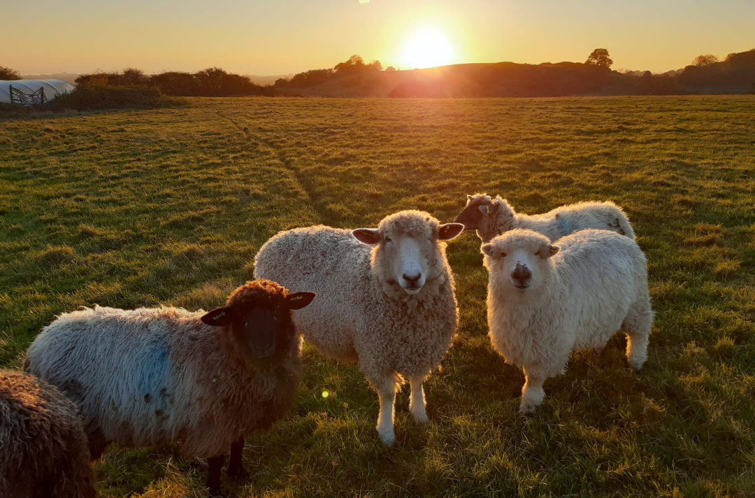 Sheep Hadleigh Farm thumbnail