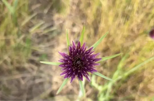 PRComms Hadleigh Rewilding 2