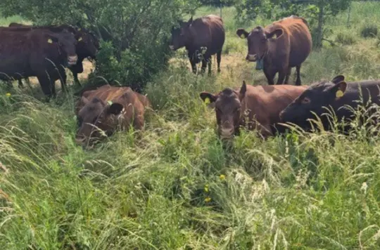 PRComms Hadleigh Rewilding 1