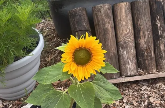 A picture of a sunflower 