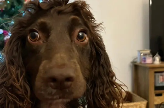 Bonnie Cocker spaniel 