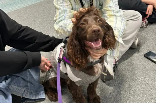A picture of a brown cocker spaniel 