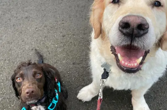Golden labrador Brengle with cocker spaniel Bonnie 