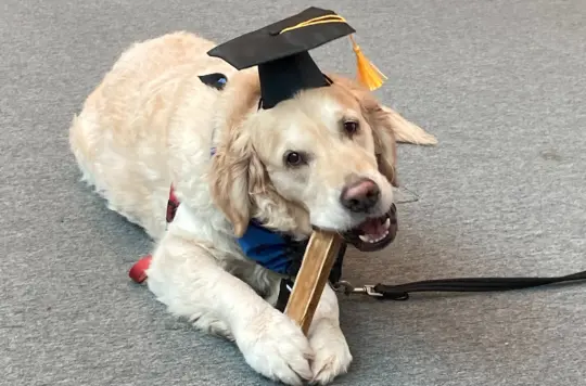 Golden retriever Brengle with a hat on 